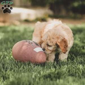 Kenna, Cockapoo Puppy