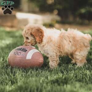 Kenna, Cockapoo Puppy