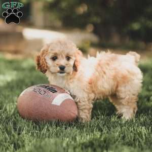 Kenna, Cockapoo Puppy