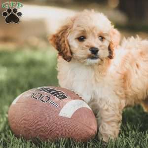 Kenna, Cockapoo Puppy