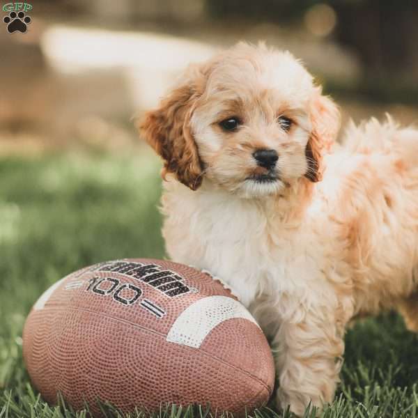 Kenna, Cockapoo Puppy