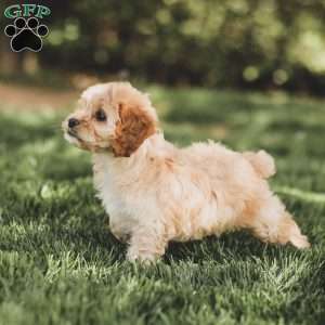 Kenna, Cockapoo Puppy
