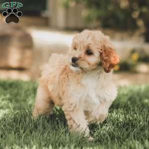 Kenna, Cockapoo Puppy