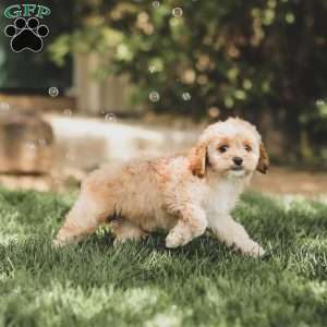 Kenna, Cockapoo Puppy