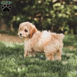 Kenna, Cockapoo Puppy
