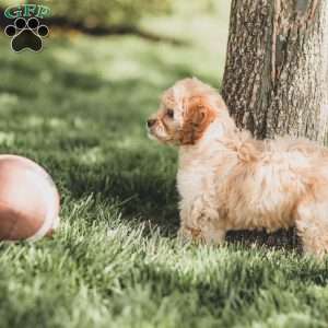 Kenna, Cockapoo Puppy