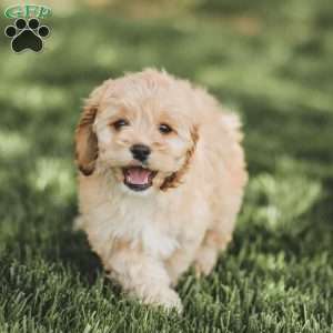 Kenna, Cockapoo Puppy