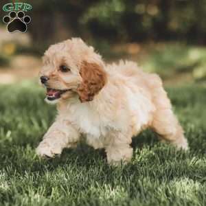Kenna, Cockapoo Puppy