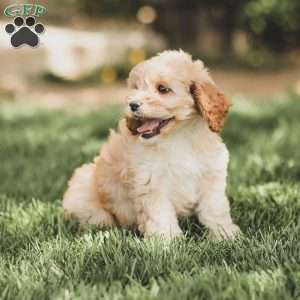 Kenna, Cockapoo Puppy