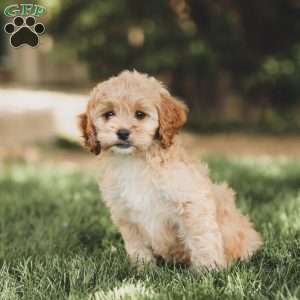 Kenna, Cockapoo Puppy