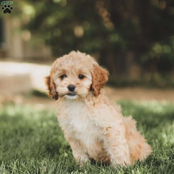 Kenna, Cockapoo Puppy