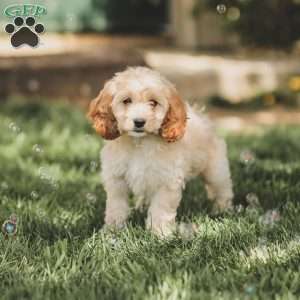 Kenna, Cockapoo Puppy