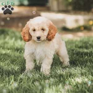 Kenna, Cockapoo Puppy