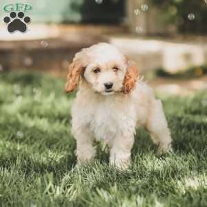 Kenna, Cockapoo Puppy