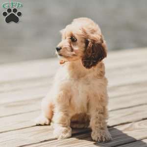 Kenna, Cockapoo Puppy