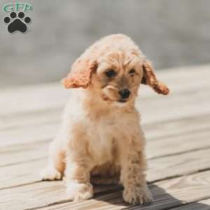 Kenna, Cockapoo Puppy