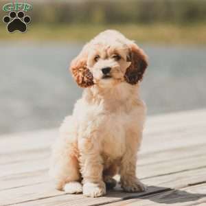 Kenna, Cockapoo Puppy