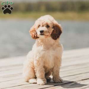 Kenna, Cockapoo Puppy