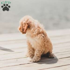 Briggs, Cockapoo Puppy