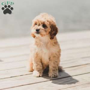 Briggs, Cockapoo Puppy