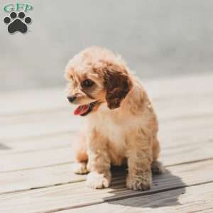 Briggs, Cockapoo Puppy