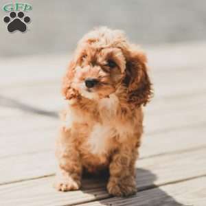 Briggs, Cockapoo Puppy
