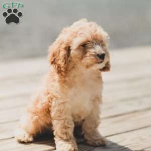 Bean, Cockapoo Puppy