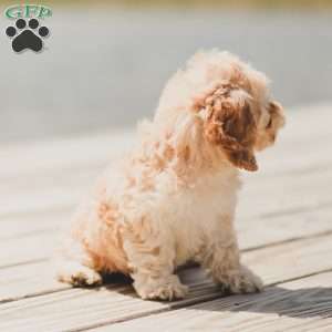 Karma, Cockapoo Puppy