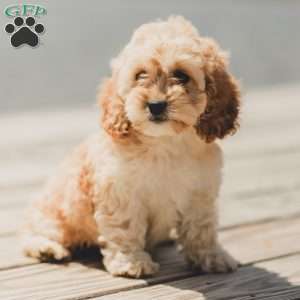 Karma, Cockapoo Puppy