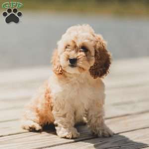 Karma, Cockapoo Puppy