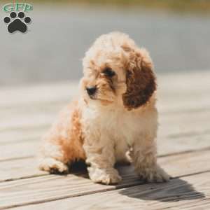 Karma, Cockapoo Puppy