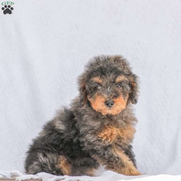 Chalton, Miniature Poodle Puppy
