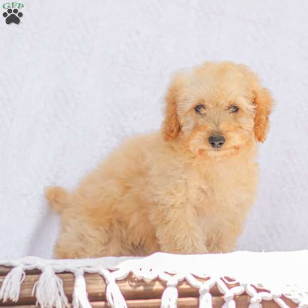 Chelsea, Miniature Poodle Puppy