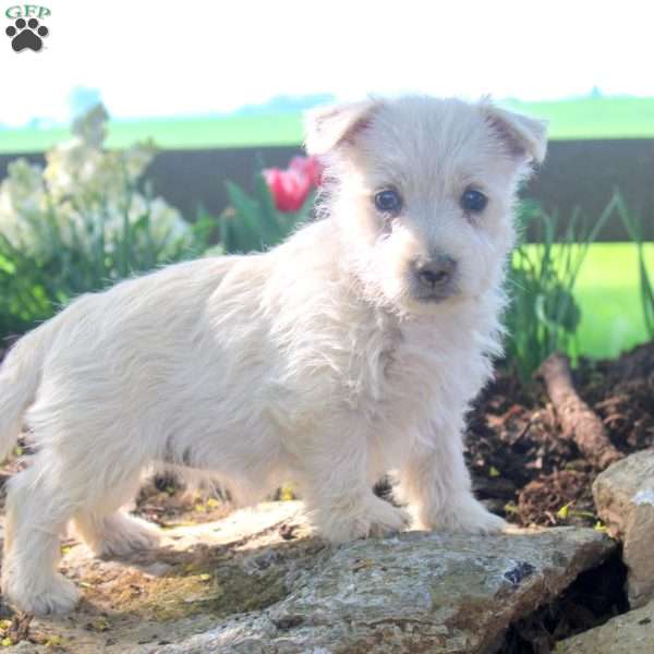 Abby, West Highland Terrier Puppy