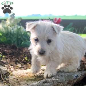 Abby, West Highland Terrier Puppy