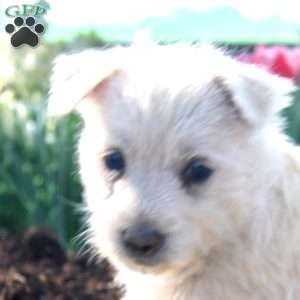 Abby, West Highland Terrier Puppy