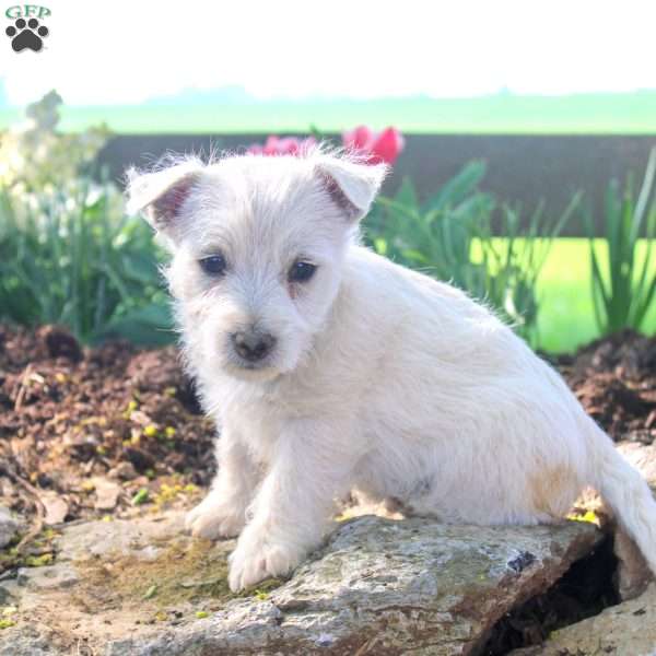 Abe, West Highland Terrier Puppy
