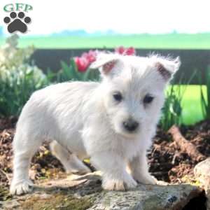 Abe, West Highland Terrier Puppy