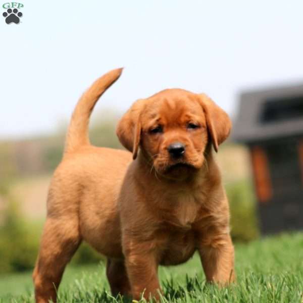 Ace, Fox Red Labrador Retriever Puppy