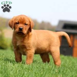 Ace, Fox Red Labrador Retriever Puppy