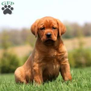 Ace, Fox Red Labrador Retriever Puppy