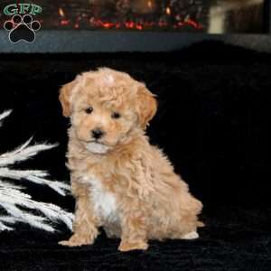 Ace, Bich-Poo Puppy