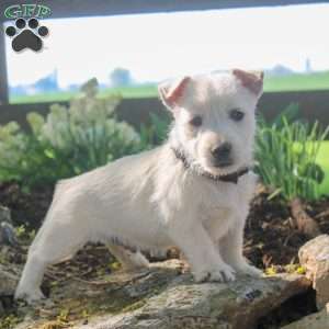 Adam, West Highland Terrier Puppy