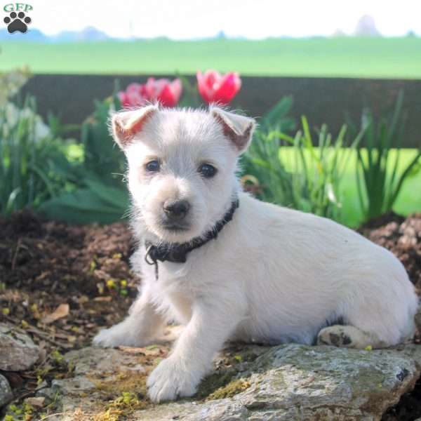 Adam, West Highland Terrier Puppy