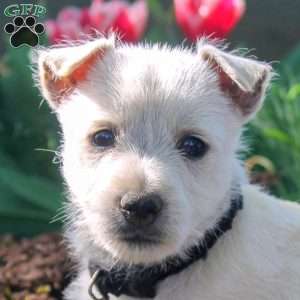 Adam, West Highland Terrier Puppy