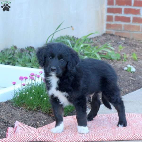 Aiden, Mini Aussiedoodle Puppy