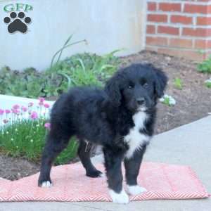 Aiden, Mini Aussiedoodle Puppy