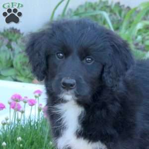 Aiden, Mini Aussiedoodle Puppy