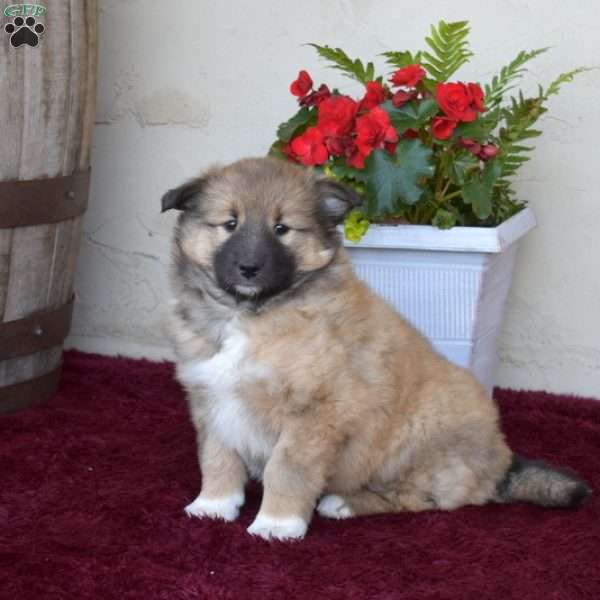 Alaska, Akita Mix Puppy