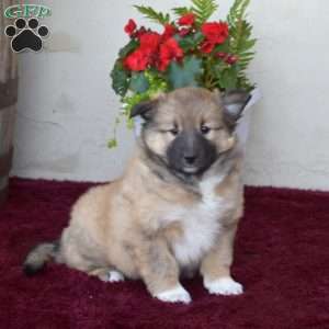 Alaska, Akita Mix Puppy